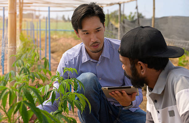 Farmer and agricultural expert discuss cannabis plant growth inside a greenhouse. Japanese expert holding digital tablet and giving guidance while examining healthy green plants in controlled environment
